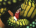 Image located at http://ecologyasia.com/verts/snakes/paradise_tree-snake.htm