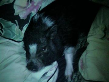 Sleepy little Rj, my Dad's potbellied pig.