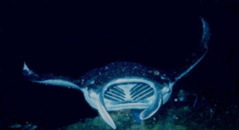 Picture of Manta mouth 