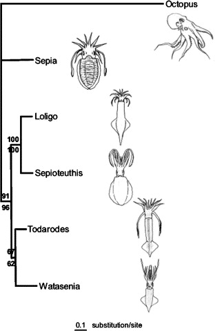 Cephalopod Phylogenic Tree