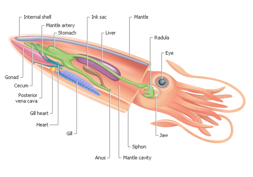 internal anatomy of a squid
