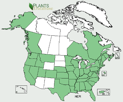 Courtesy of the USDA Plant Database