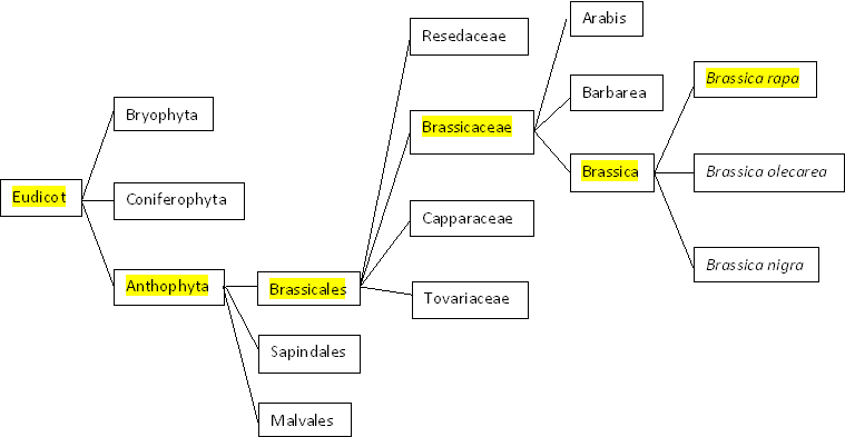 Morphological phylogenetic tree