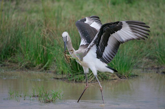 Imature saddle-billed stork