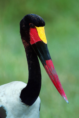 This female saddle-billed stork is ready