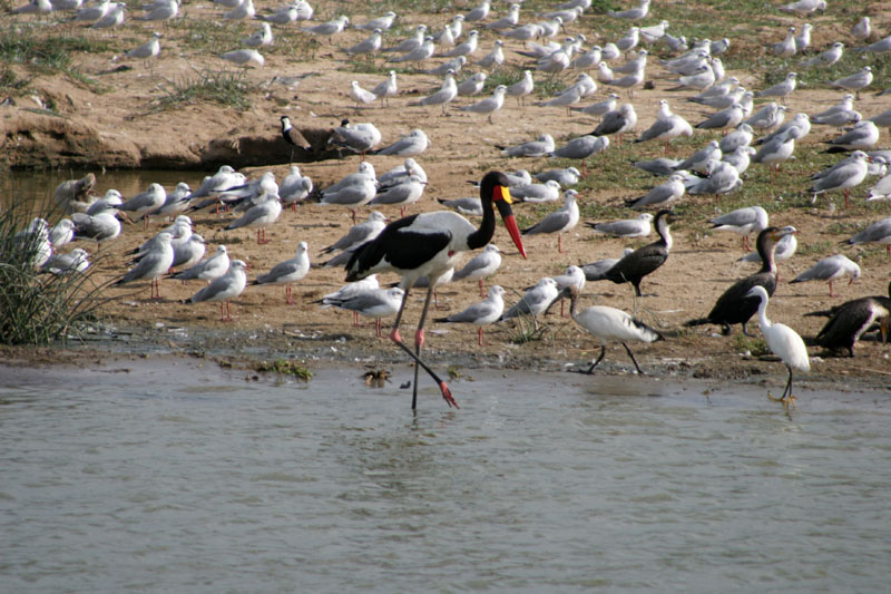 Which one is the saddle-billed stork?