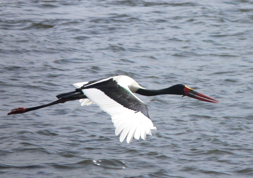 Saddle-billed stork flying with food