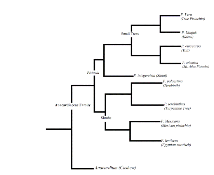 Pistachio Family Tree 
