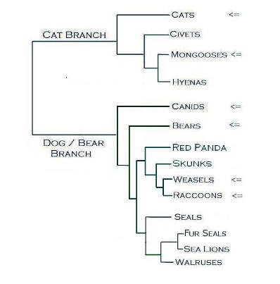 http://whozoo.org/mammals/Carnivores/carnivorephylogeny.htm (carnivora phylogeny)