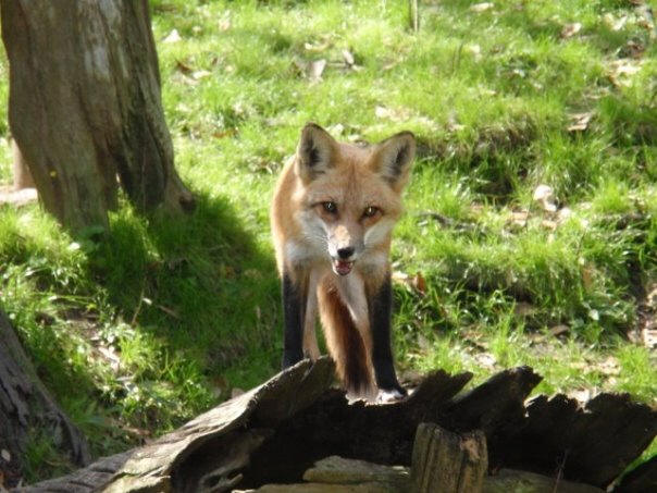 http://commons.wikimedia.org/wiki/File:Zoo.fox.jpg (zoo fox kingdom animalia)