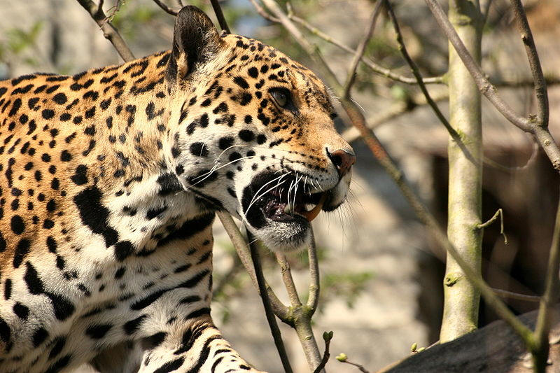 http://commons.wikimedia.org/wiki/File:Jaguar_edin_zoo.jpg (jaguar mammalia)