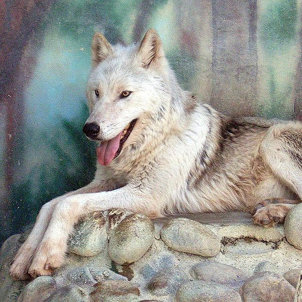 http://commons.wikimedia.org/wiki/File:Canis_lycaon.jpg ( carnviora wolf)