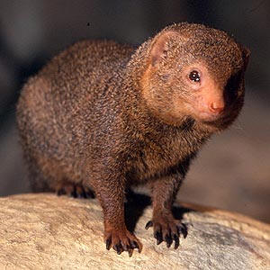 http://commons.wikimedia.org/wiki/File:Mongoosemarlon.jpg (family herpestidae mongoose)