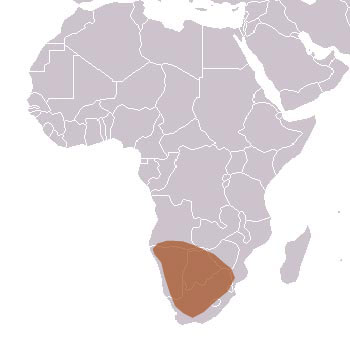 http://www.theanimalfiles.com/mammals/carnivores/mongoose_yellow.html  Yellow Mongoose Range Map (Africa)