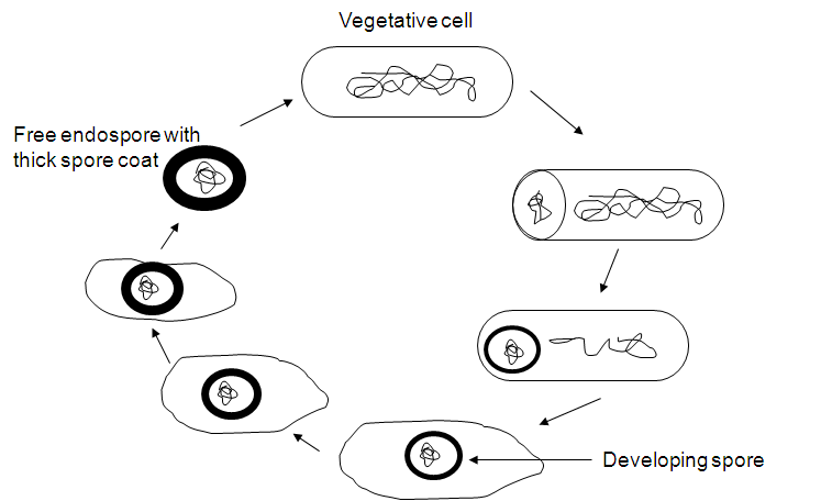 Endospore formation (Adapted from Merkel)