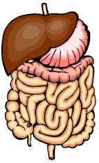 Picture of intestines (from Microsoft Word ClipArt)