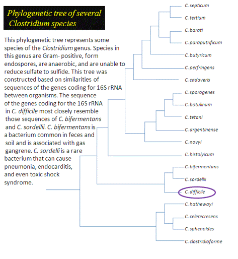 Phylogenetic tree of several Clostridium species (Created using Microsoft PowerPoint, adopted from S. Elsayed and K. Zhang; 11/2004)