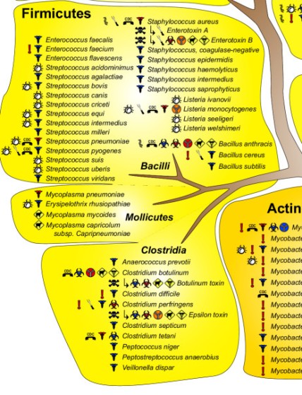 Phylogenetic tree showing the 3 classes of the Phylum Firmicutes (Public domain: Written by Ecker et al.  http://www.biomedcentral.com/1471-2180/5/19/figure/F2)
