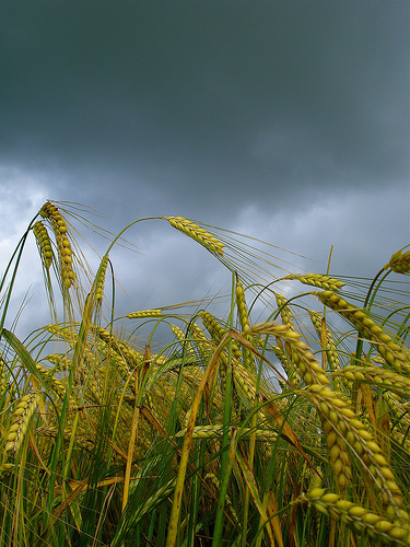 Barley field, Wheatley, Oxford, by Christian Gunthier