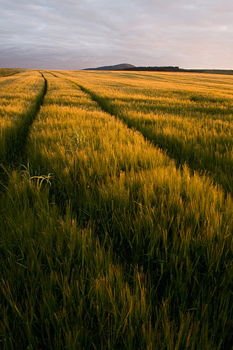 Sunset over the barley, by Andrew Kelly