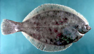 flat fish with eyes on one side