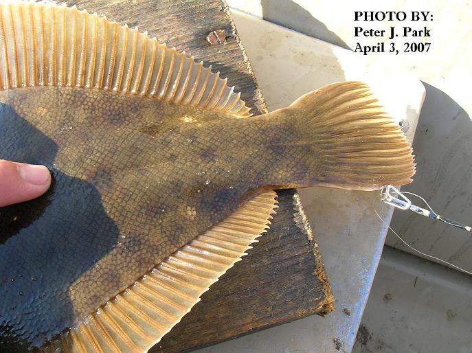 Posterior Fin of Winter Flounder
