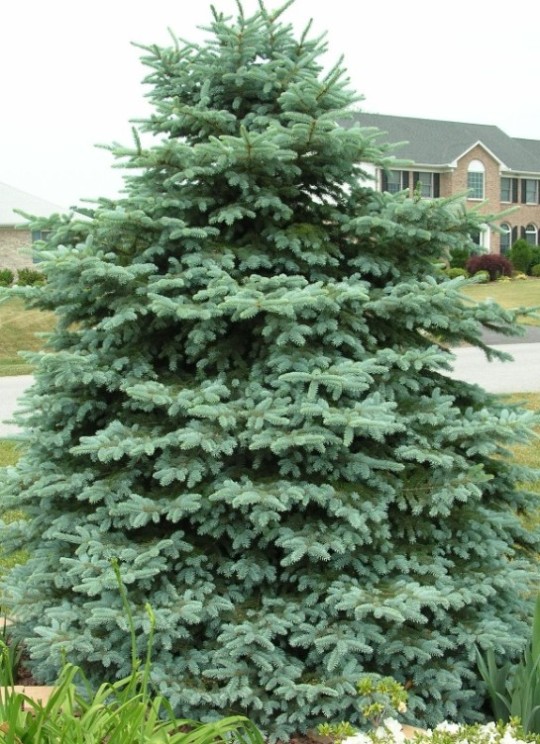 Colorado Blue Spruce used in landscaping