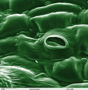 Stomata allow for gas exchange in leaves