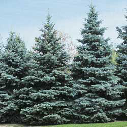 Colorado Blue Spruce, native to the western United States