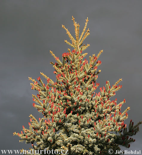 Blue Spruce with male cones in full color