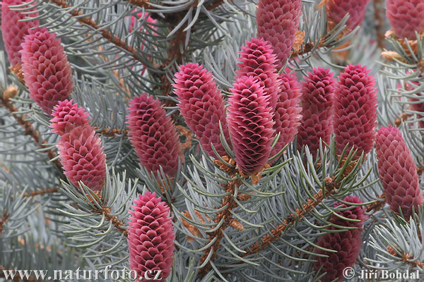 Male cones of the Colorado Blue Spruce