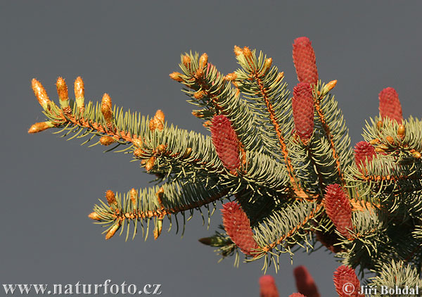Male (red) and female (tan/brown) cones of the Colorado Spruce