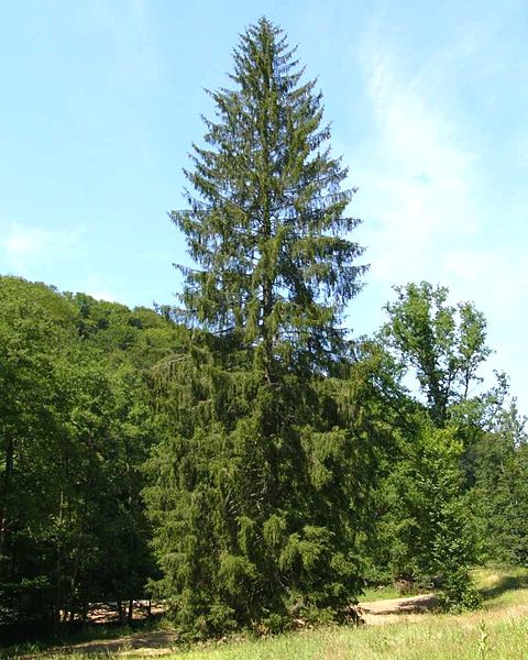 Norway Spruce in natural habitat