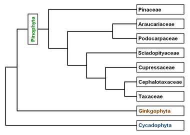 Cladistic tree using molecular data analysis
