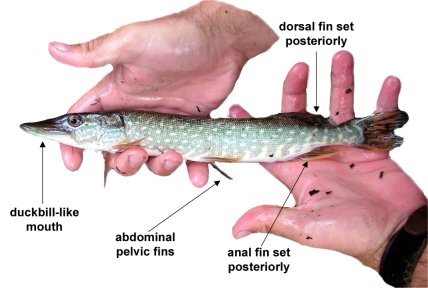 Muskellunge Fry