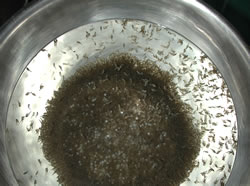 Hatching Muskellunge Fry