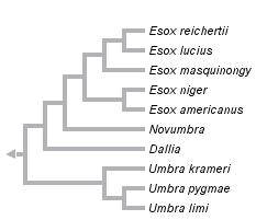 Taxonomy of Esox masquinongy based on evidence from mitochondrial DNA sequences
