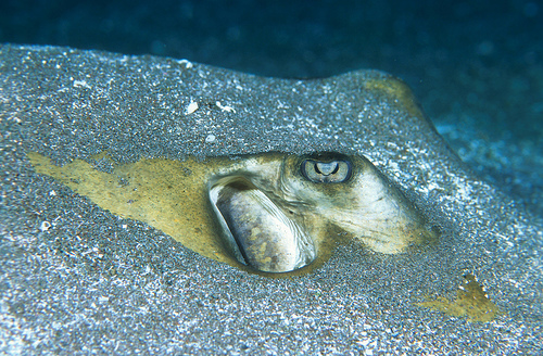Southern Stingray Spiracle and Eye Photo by Arthur Koch 
