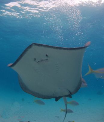 Southern Stingray's Gill Slits Photo by Albert kok from Wikimedia Commons 