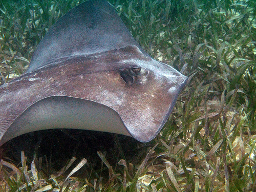 Southern Stingray in a Sea Grass Bed Photo by Tad Arensmeier
