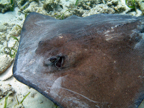 Southern Stingray Photo by Tad Arensmeier