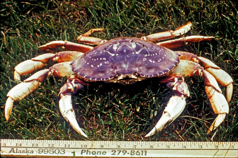 Dungeness crab Image from Wikipedia Commons