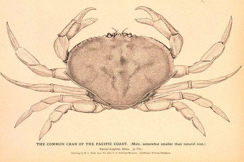 Dungeness Crab Image from Wikipedia Commons