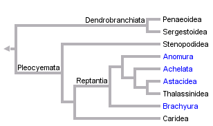 Phylogenetic tree of decapods from the Tree of Life web project