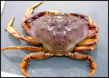 Adult Dungeness crab Image from http://wdfw.wa.gov/fish/psamp/dungenesscrab.htm