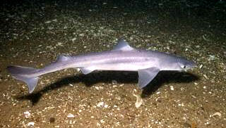 Dogfish Image from Wikipedia Commons