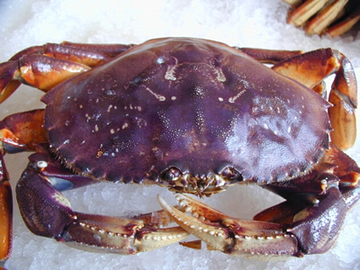 The Dungeness Crab Image from http://wdfw.wa.gov/fish/shelfish/crabreg/comcrab/history.shtml
