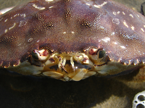 Dungeness crab, showing the antenna and mouth region Image courtesy Michael Palmer (thanks this is a great picture!!)