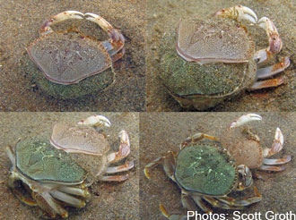 The molting process Image from http://www.dfw.state.or.us/mrp/shellfish/commercial/crab_lifehistory.asp