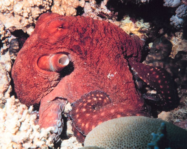 Octopus Image from Wikipedia Commons